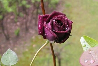 路易十四玫瑰，路易十四玫瑰是蔷薇属（Rosa）下的玫瑰种，具有观赏和商业价值。可加工成精油，它有着独特香味。路易十四玫瑰，原产于法国，1859年培育诞生。深紫色，花瓣在15至20片左右。以“太阳王”路易十四的名字…