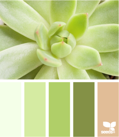 succulent glow-jY4OD-图片