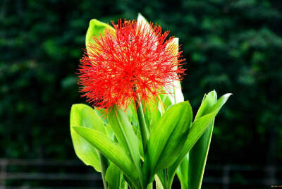 网球花（Haemanthus multiflorus Martyn）石蒜科多年生草本。鳞茎球形，直径4-7厘米。叶3-4枚，长圆形，长15-30厘米，主脉两侧各有纵脉6-8条，横行细脉排列较密而偏斜；叶柄短，鞘状。花茎直立，实心，稍扁平，高30-…