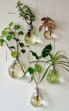 Make Your Own Moss Garden - I love the subversive simplicity of this.-GMxYj-图片