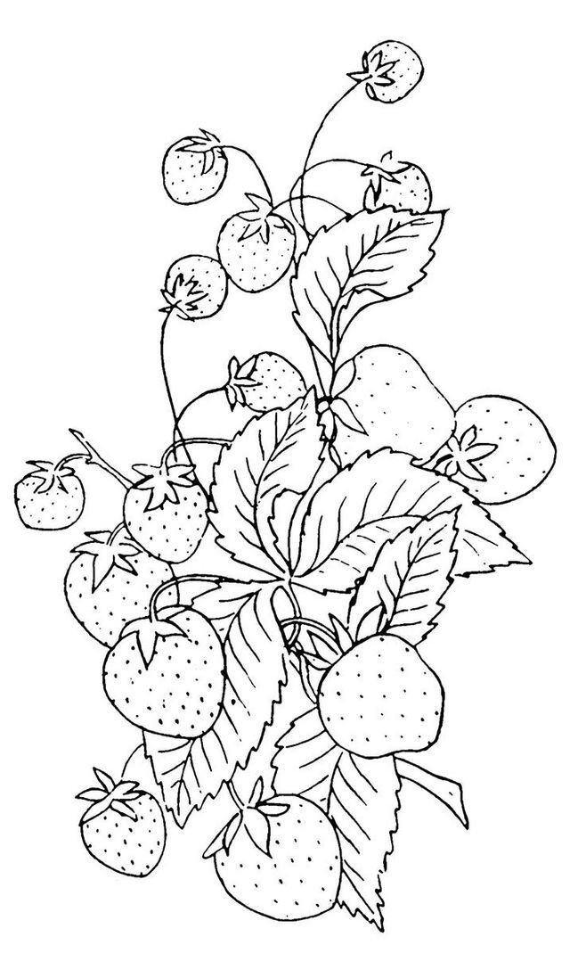 Vintage Clip Art - Strawberry Embroidery Pattern - The Graphics Fairy-jYwMD-图片