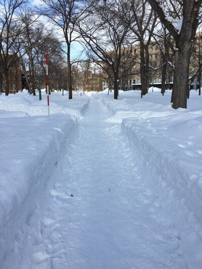 超喜欢这种大雪，厚厚的积雪，看起来就很舒服