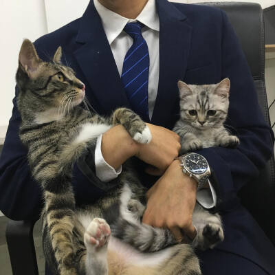 男头 风格 抱猫 总裁的柔情