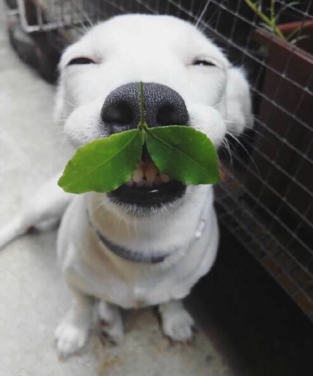 这只来自泰国的"花痴小白狗",在网上很火的狗狗叫:euro saurus.