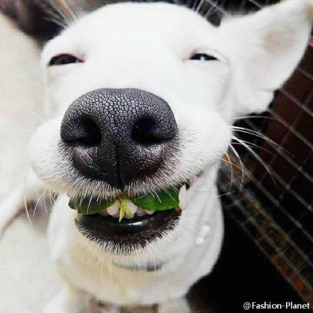 这只来自泰国的“花痴小白狗”，在网上很火的狗狗叫：Euro Saurus。长相普通，品种也不名贵，它最厉害就是装花痴，非常喜欢和花一起拍照，只要是跟花朵一起拍照，它就露出一副“花痴”的笑容，一见到花就心花怒放，咬、放上鼻子上，还会wink，露着牙齿开口大笑，笑容治愈，网友大呼简直成精了!