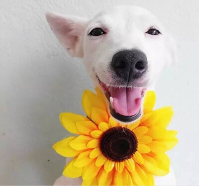 这只来自泰国的“花痴小白狗”，在网上很火的狗狗叫：Euro Saurus。长相普通，品种也不名贵，它最厉害就是装花痴，非常喜欢和花一起拍照，只要是跟花朵一起拍照，它就露出一副“花痴”的笑容，一见到花就心花怒放，…