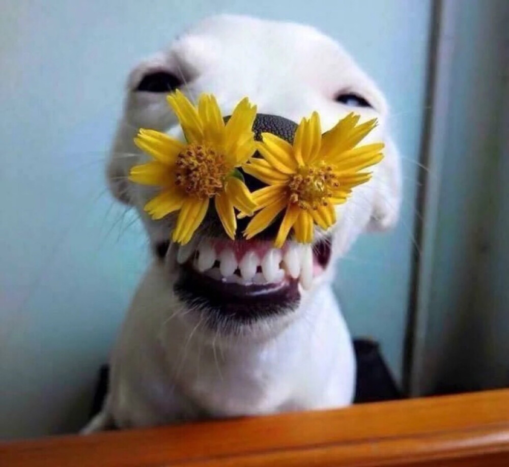 这只来自泰国的“花痴小白狗”，在网上很火的狗狗叫：Euro Saurus。长相普通，品种也不名贵，它最厉害就是装花痴，非常喜欢和花一起拍照，只要是跟花朵一起拍照，它就露出一副“花痴”的笑容，一见到花就心花怒放，咬、放上鼻子上，还会wink，露着牙齿开口大笑，笑容治愈，网友大呼简直成精了!