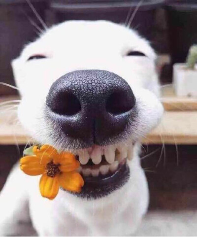 这只来自泰国的“花痴小白狗”，在网上很火的狗狗叫：Euro Saurus。长相普通，品种也不名贵，它最厉害就是装花痴，非常喜欢和花一起拍照，只要是跟花朵一起拍照，它就露出一副“花痴”的笑容，一见到花就心花怒放，…