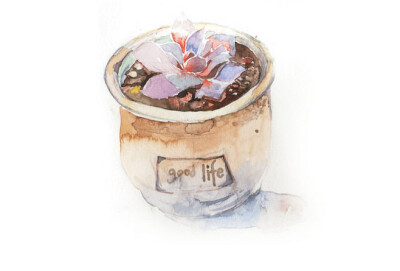 植物多肉~~~-zg1ZG-图片