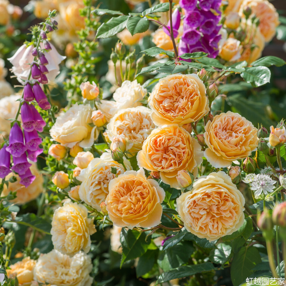 玛格丽特王妃 Crown Princess Margareta
毫无疑问这又是一个经典的品种，规整的莲座状花型，杏橙色的花朵散发浓郁的水果清香……对，又是水果香，想知道是什么水果的自己闻吧。植株强健，生长迅速。