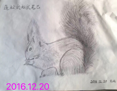 松鼠素描画，只是它的耳朵有点长！