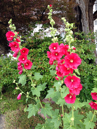 大红色的蜀葵，最早看到这种花是大学时在云南，几乎每家每户都种。