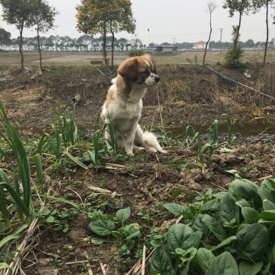 年年岁岁花相似 岁岁年年狗不同