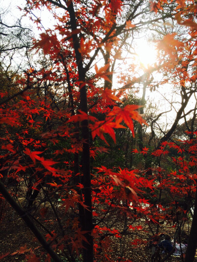 坐标南京栖霞山/终于见到南京的秋