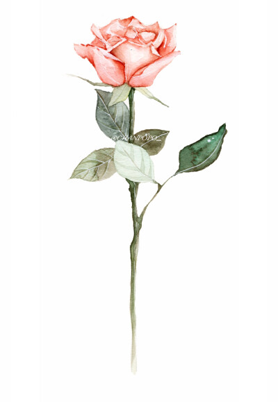 水彩 手绘 绘画 插画 清晰 植物 花卉