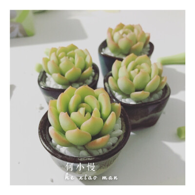 #软陶多肉# @何小慢