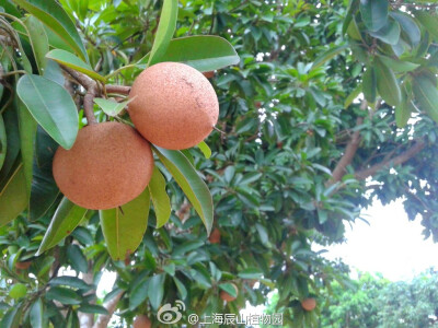 人心果Manilkara zapota，山榄科一种热带水果，长在树上的时候是酱紫的：