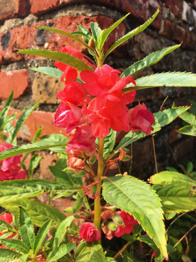 凤仙花，别名：指甲花