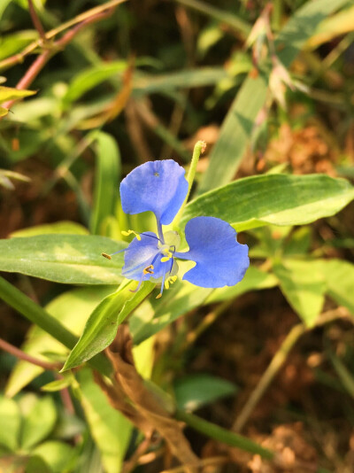 竹节菜