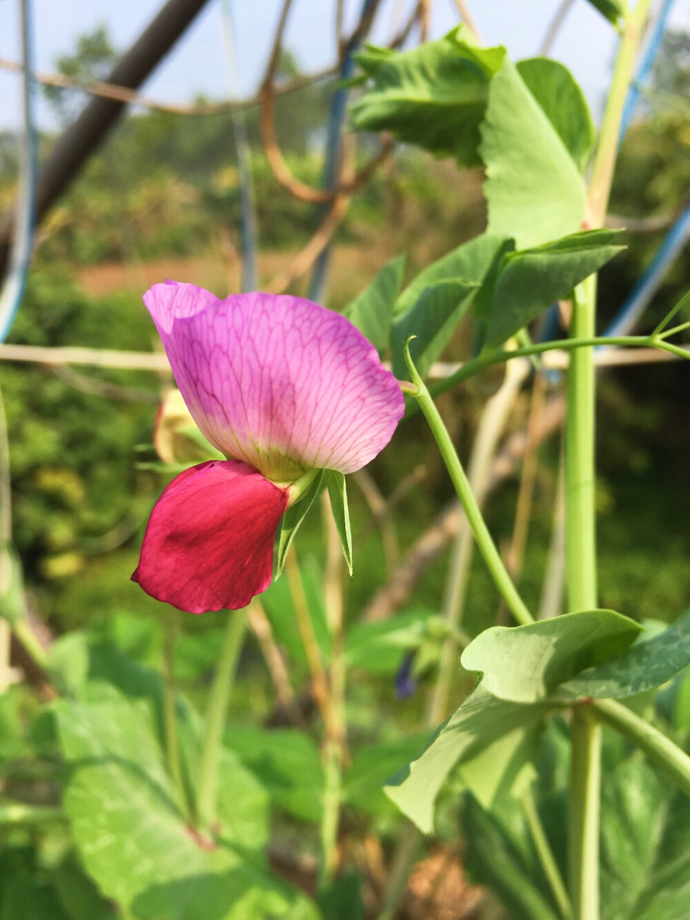 豌豆花