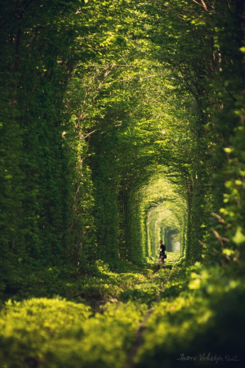 Tunnel of Love,Klevan, Ukraine (by Andrii Voloshyn)。乌克兰里夫涅克利宛爱情隧道。在乌克兰Rivne(译里夫涅)西北25公里处有条村庄名为Klevan(译克利宛)，有一条穿越森林的火车轨道。由于周围被繁茂的树枝绿叶所笼罩，这就形成了一段绿色的隧道，加之经常有情侣在此游玩久而久之就变成了一条“爱的隧道（Tunnel of Love）”。2017.1.4