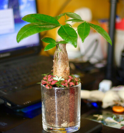 第一次尝试用玻璃杯来种发财树，改掉了以往用陶粒铺面的方式，种上一圈网纹草，瞬间就有了层次感。