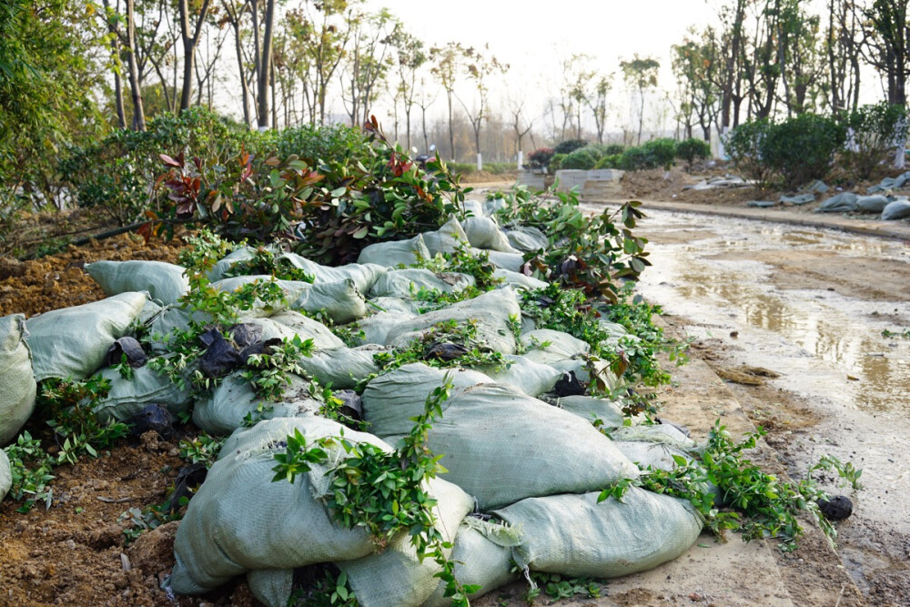 在建中的九龙湖湿地公园