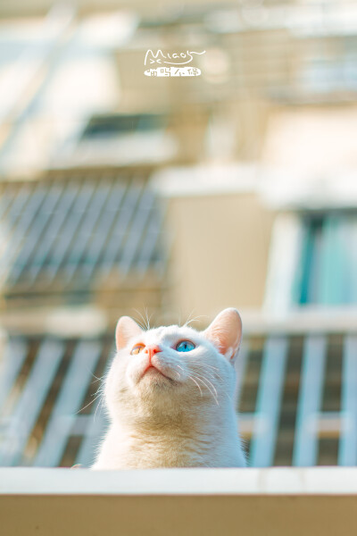 阴阳眼大白，发现它是在一张远景照上，原本想拍阳台上的一只虎皮，没想到回来却无意看到角落的空调上还匍匐着一只白猫。于是再去，听主人介绍这几只都是他家养的，尤其是这大白，一直生活在一楼阳台房顶上和二楼阳台…