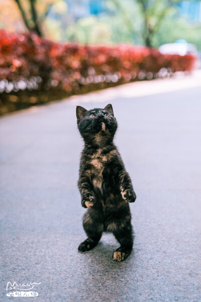 站起来的猫猫也拍了不少，但最后还是选了这张，因为它是我看着长大的，玳瑁色混得很特别，整体是偏黑的，而非棕色，所以站起来远远看去就像一只小黑熊，再配上这双明亮认真的小眼睛，可爱爆了。