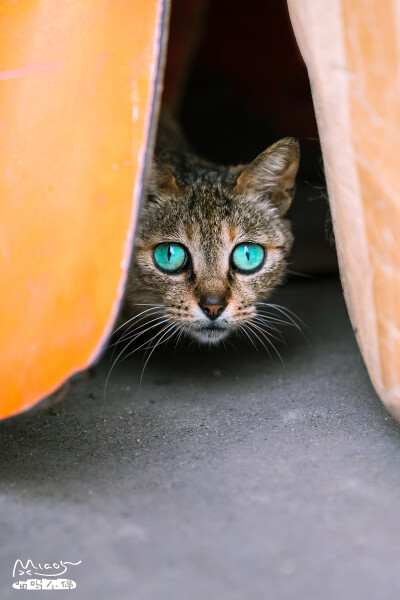 老家街上杂货铺里的一只猫，第一眼就被其翠绿的双眼吸引，见过蓝色、湖蓝、黄色、黄绿，这么翠绿的还是第一次见。可惜猫猫有点怯生，拍不多久就躲进屋里，不过正面拍到它的翠眼已很满足。