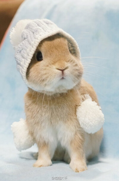 推主evo3183家的兔兔来提醒大家天冷多加衣哦～我都戴上围巾帽子了啦( ・ 3・)