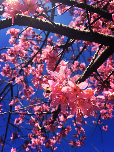 樱花，采花贼