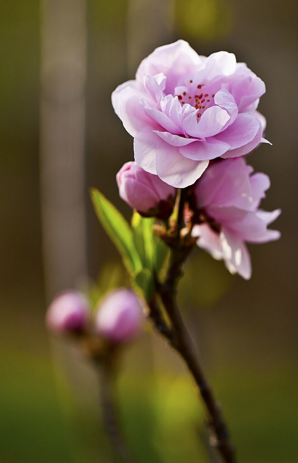 花语