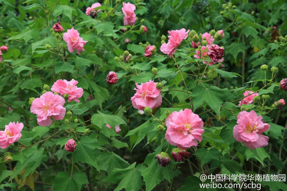 木芙蓉（Hibiscus mutabilis），又名芙蓉花、酒醉芙蓉、三醉芙蓉。锦葵科（Malvaceae）木槿属。落叶灌木或小乔木，高2—5m。花朵娇美硕大，朝开暮谢；因花内色素会随着温度和酸碱浓度的变化而变，花朵在清晨初开时是洁白（淡红）的，午后转为粉红色，到傍晚花朵快闭合时，颜色呈深红色，故称“三醉芙蓉”。有单瓣、重瓣等不同栽培品种、变种等。木芙蓉整株树的花期很长，从8月底9月开始开花，花蕾不断，一直开到10-11月