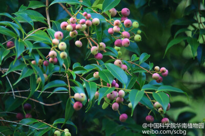 酸酸甜甜小果子，让人垂涎。肖蒲桃（Syzygium acuminatissimum），别名荔枝母、火炭木，桃金娘科常绿乔木，高可达20米。伞花序排成圆锥花序顶，花白色，花期7月—10月。秋后结果，浆果球形，成熟时黑紫色，果肉可食…