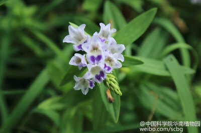 紫苏草(Limnophila aromatica) ，又名麻省草、双漫草，民间称为止咳草，为玄参科(Scrophulariaceae)一年或多年生草本植物，高30-70厘米，是一种典型的两栖植物，既能完全沉没于水中，也能在陆上湿地生长，从水下到水…