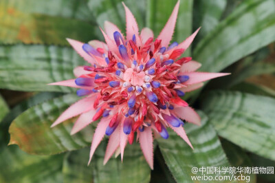 它的名字叫粉菠萝，但它不可以吃呦。粉菠萝（Aechmea fasciata）,又名蜻蜓凤梨、美叶光萼荷，凤梨科（Bromeliaceae）多年生附生常绿草本。叶呈莲座状，具银白色横向斑带。塔形穗状花序从叶丛中央抽出，吸引人眼球的…