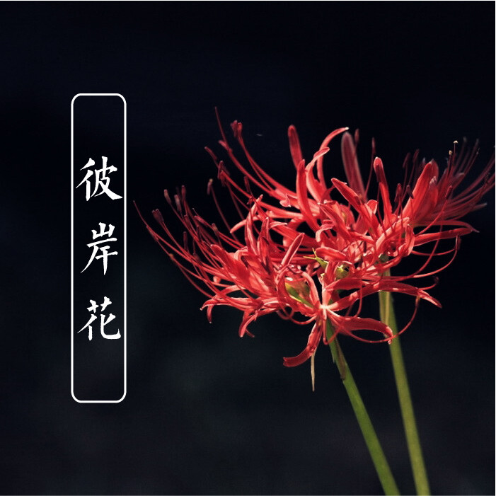 胭雨阁原创【彼岸花】私家调制女士持久香水|曼珠沙华 彼岸花香水