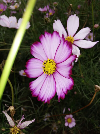 格桑花， 太阳花，小野花。