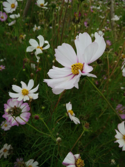 格桑花，小野花，