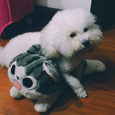 狗点点和小起喵