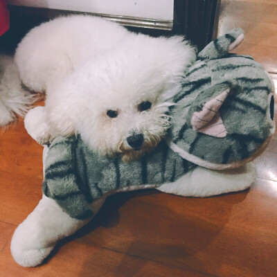 狗点点和小起喵