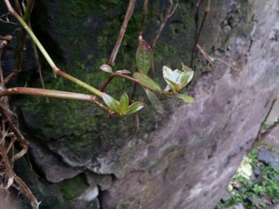 冬雨，寒气。