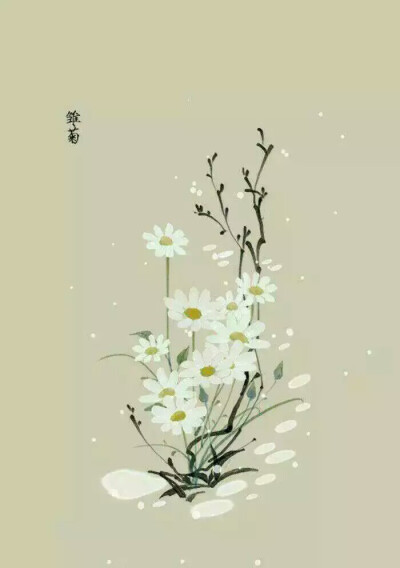 那些花儿 雏菊