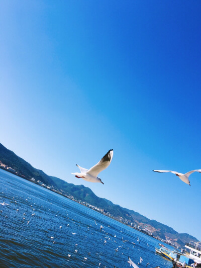 昆明海埂看海鸥