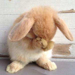 兔子 可爱 呆萌 头像 萌宠 表情包 脸大