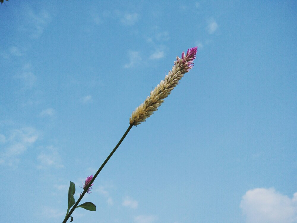 鸡尾花