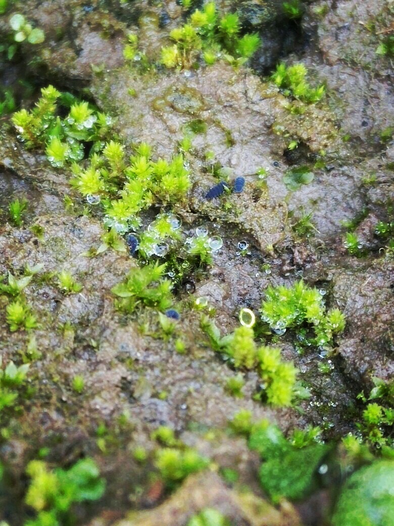 绿色植物 露珠