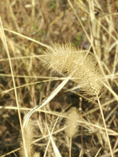 冬天的狗尾巴草