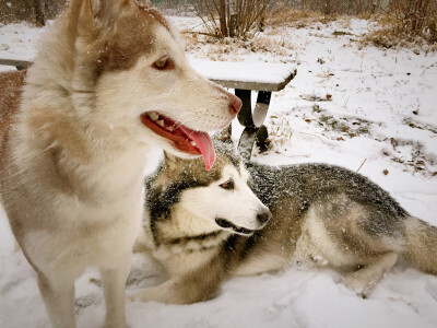 大黑狗和大黄狗